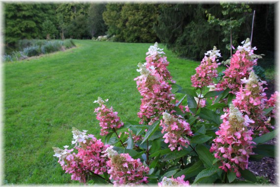 Hortensja bukietowa (Hydrangea paniculata) MAGICAL VESUVIO 'Kolmavesu'