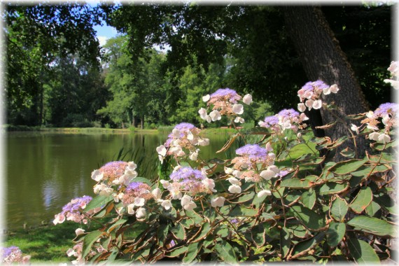 Hortensja kosmata (Hydrangea aspera) 'Hot Chocolate'