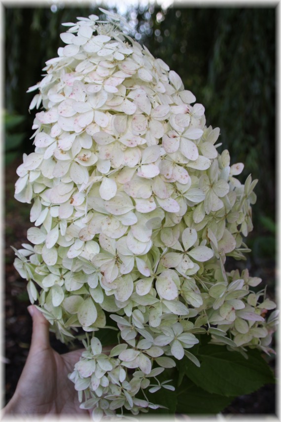 Hortensja bukietowa (Hydrangea paniculata) 'Phantom'