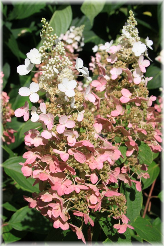 Hortensja bukietowa (Hydrangea paniculata) MAGICAL MOONLIGHT 'Kolmagimo'