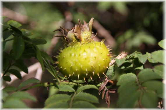 Róża kasztanowa (Rosa roxburghii)