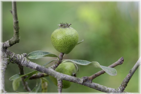 Grusza wierzbolistna (Pyrus salicifolia)