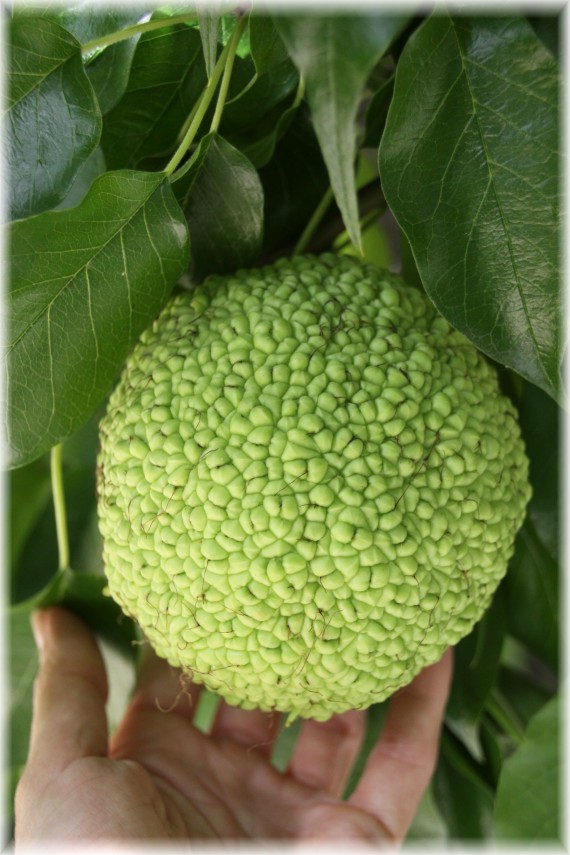 Żółtnica pomarańczowa (Maclura pomifera)