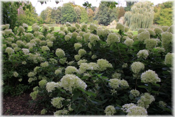 Hortensja bukietowa (Hydrangea paniculata) 'Limelight'