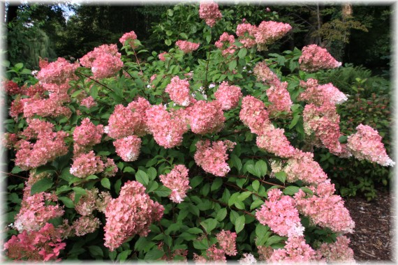 Hortensja bukietowa (Hydrangea paniculata) VANILLE-FRAISE 'Renhy'