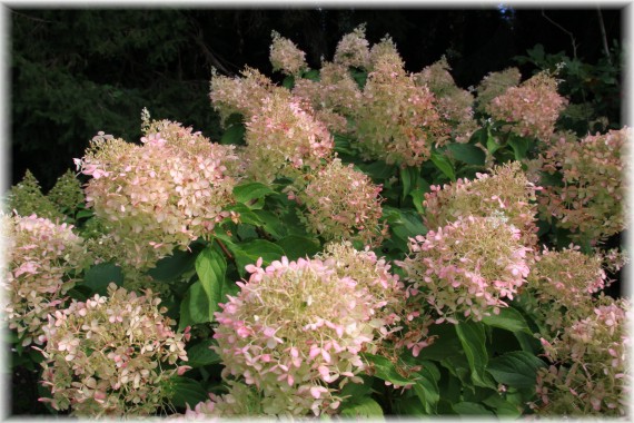 Hortensja bukietowa (Hydrangea paniculata) 'Mega Pearl'