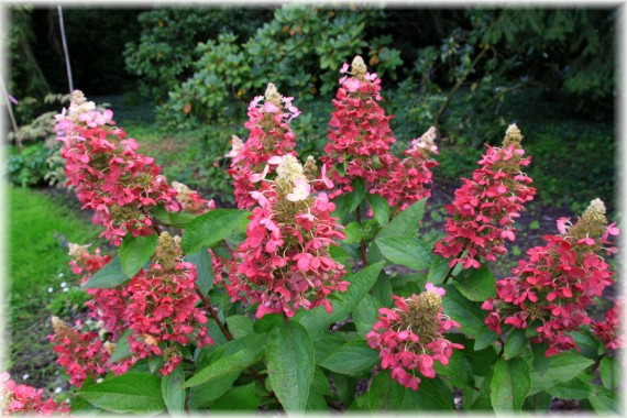 Hortensja bukietowa (Hydrangea paniculata) MAGICAL VESUVIO 'Kolmavesu'