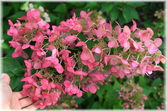 Hortensja bukietowa (Hydrangea paniculata) MEGA MINDY 'ILVOmindy'