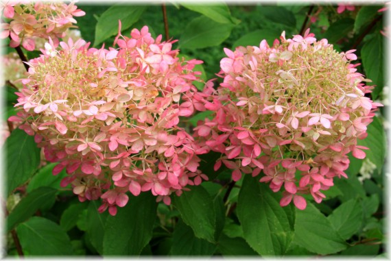 Hortensja bukietowa (Hydrangea paniculata) 'Phantom'