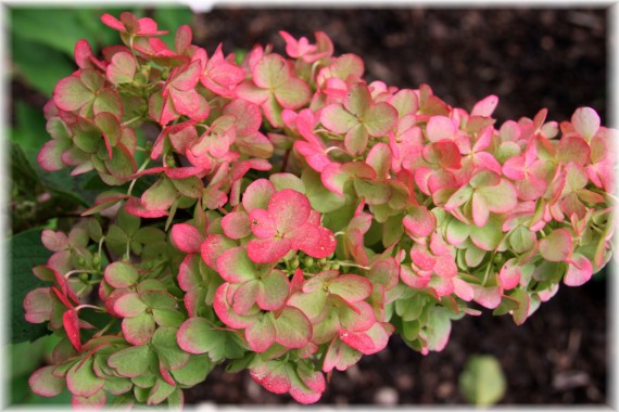 Hortensja bukietowa (Hydrangea paniculata) FRAISE MELBA 'Renba'