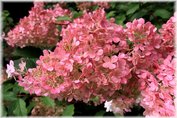 Hortensja bukietowa (Hydrangea paniculata) VANILLE-FRAISE 'Renhy'