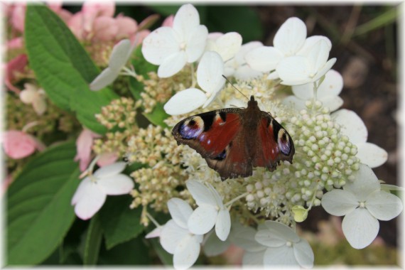 Hortensja bukietowa (Hydrangea paniculata) 'Wim's Red'