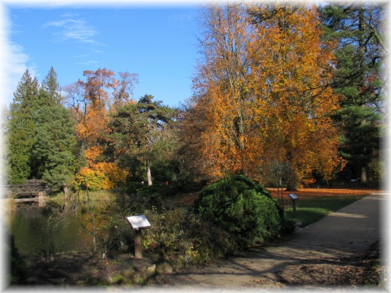 Drzewa i krzewy w jesiennych barwach nad fosą.