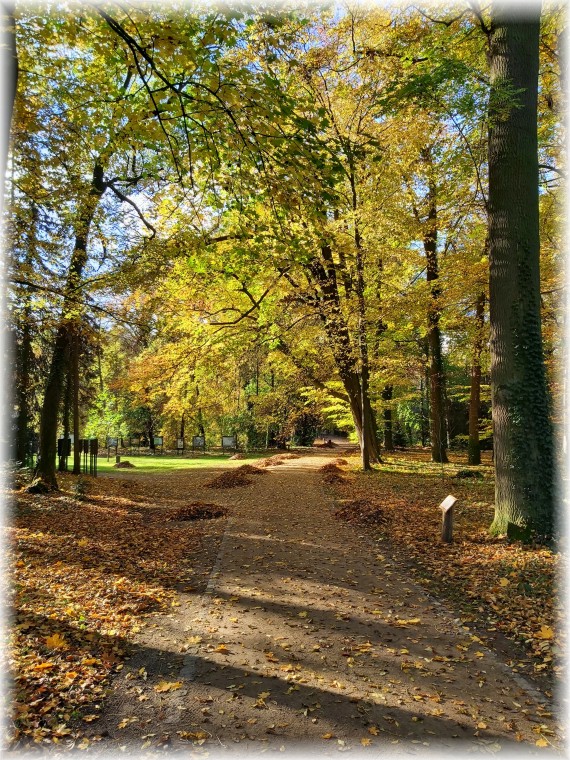 Ścieżka prowadząca przez park w jesiennej szacie. Na drzewach żółte liście. W tle polana z tablicami edukacyjnymi.