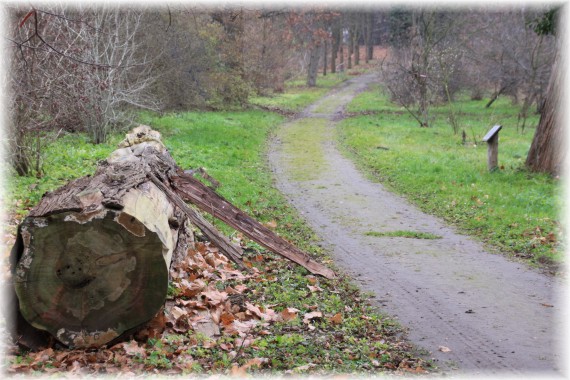 Po lewej ścięty pień drzewa przy ścieżce. W tle drzewa i krzewy.