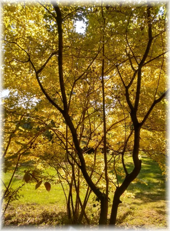 Fragment wyprostowanego krzewu o żółtych liściach skąpanego w promeniach słońca.