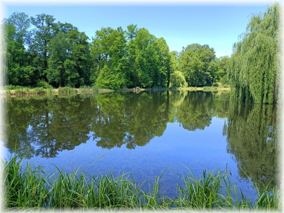 Na pierwszym planie fragment linii trzcin oraz niebieska tafla wody, w której jak w lustrze odbijają się sylwetki drzew rosnące za stawem w tle. 