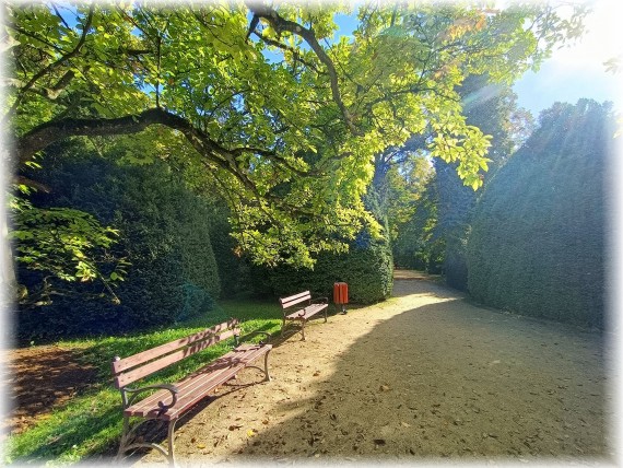 Park. Na pierwszym planie po lewej dwie ławki, a nad nimi gałęzie z jasnozielonymi liśćmi. W tle ciemna zieleń krzewów.