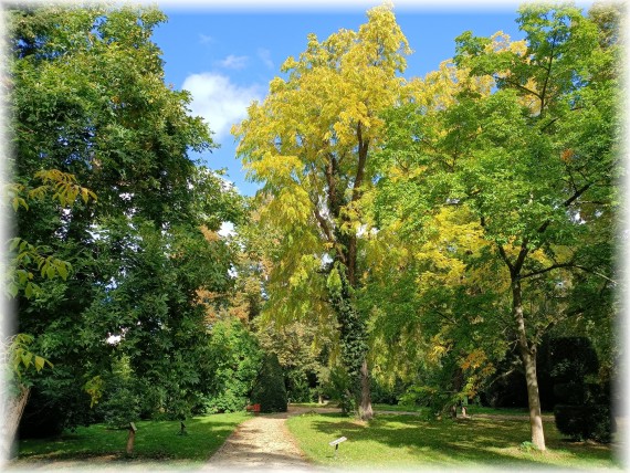 Park. Jesień. W centrum, przy alejce po prawej, wysokie drzewo o zółtych liściach. Wokół inne drzewa o zielonych jeszcze liściach.