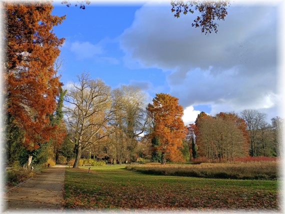 Park. Na pierwszym planie po prawej łąka. W tle, na jej skraju, rząd drzew, z którego wyróżna się jedno, przebarwione na pomarańczowo.