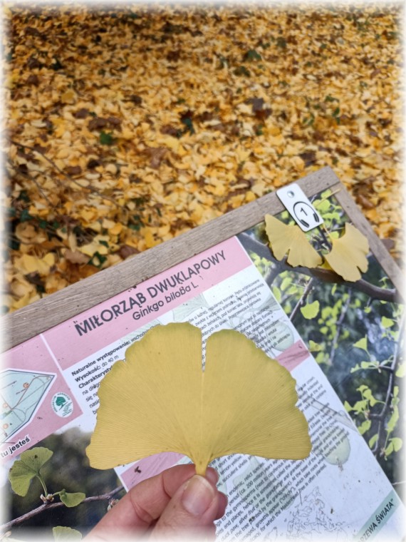 Na pierwszym planie żółty liść w kształcie wachlarza. Za nim fragment tablicy opisujący gatunek drzewa, z którego ten liśc pochodzi. W tle dywan z żółtych i brązowych liści.