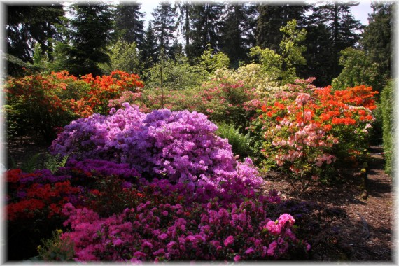 Azalie (Rhododendron sp.)