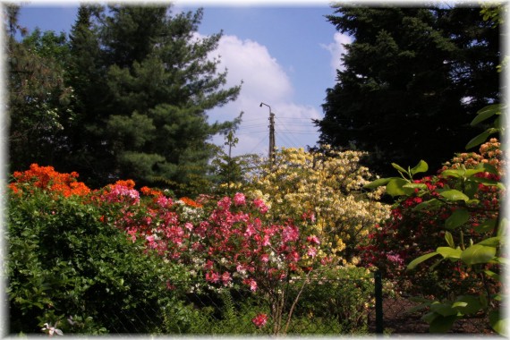 Azalie (Rhododendron sp.)