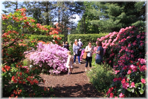 Różaneczniki i azalie (Rhododendron sp.)