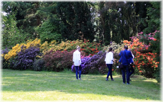 Różaneczniki i azalie (Rhododendron sp.)