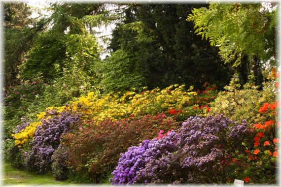 Różaneczniki i azalie (Rhododendron sp.)