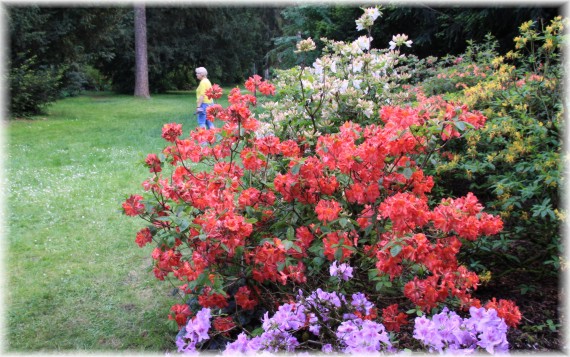 Azalie (Rhododendron sp.)