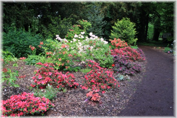 Azalie (Rhododendron sp.)