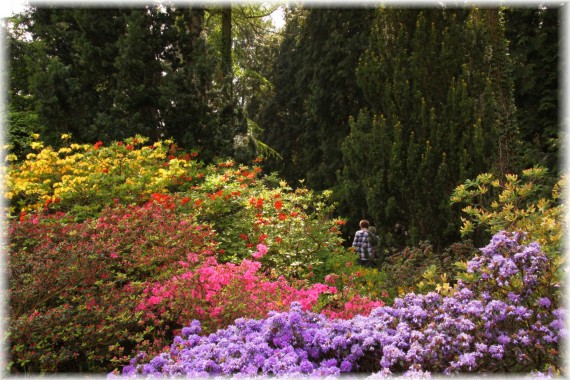 Azalie (Rhododendron sp.)