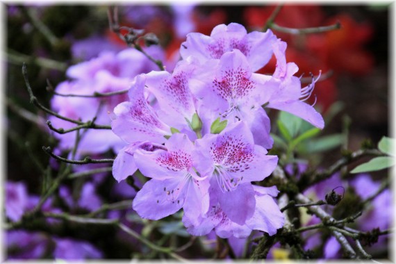 Azalia (Rhododendron sp.)