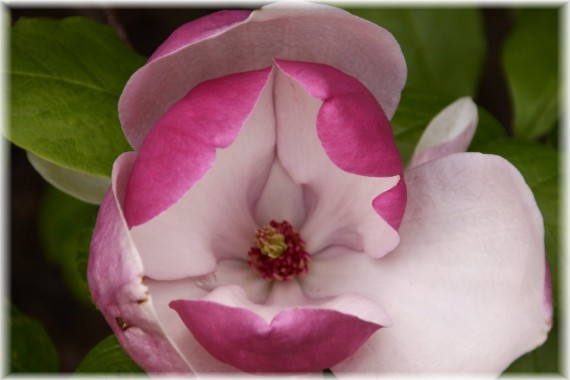 Magnolia pośrednia (Magnolia ×soulangeana) 'Lennei'