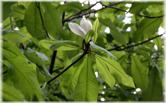 Magnolia parasolowata (Magnolia tripetala)