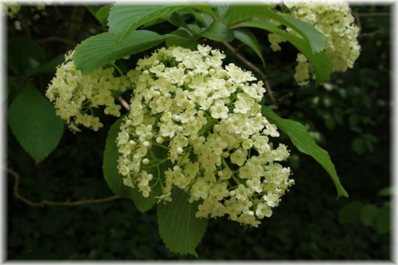 Kalina Siebolda (Viburnum sieboldii)