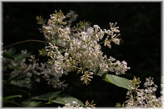 Lilak omszony (Syringa pubescens ssp. julianae alba)