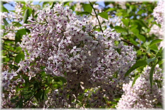 Lilak perski (Syringa ×persica)