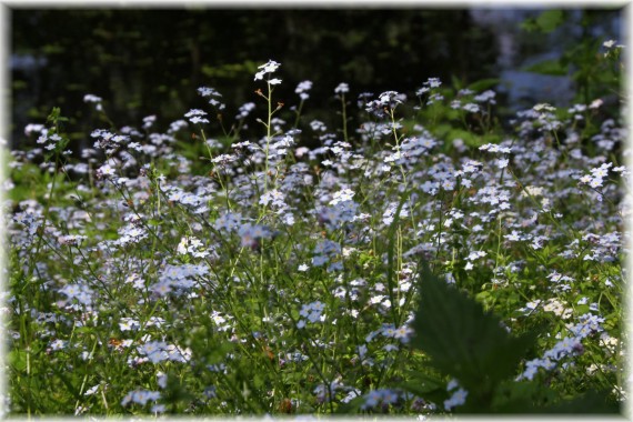 Niezapominajki (Myosotis sp.)