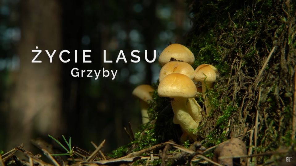 życie lasu grzyby